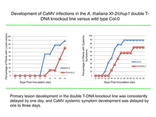Intracellular highways in the plants:  the role of the cytoskeleton in camv infections