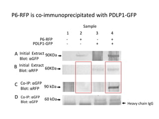 Intracellular highways in the plants:  the role of the cytoskeleton in camv infections