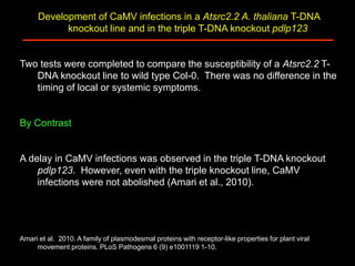 Intracellular highways in the plants:  the role of the cytoskeleton in camv infections