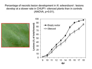 Intracellular highways in the plants:  the role of the cytoskeleton in camv infections