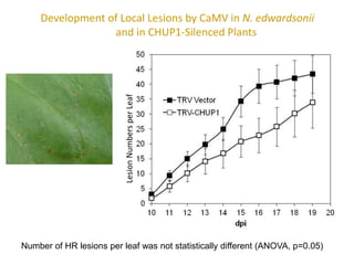 Intracellular highways in the plants:  the role of the cytoskeleton in camv infections