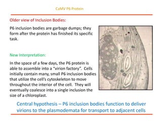 Intracellular highways in the plants:  the role of the cytoskeleton in camv infections