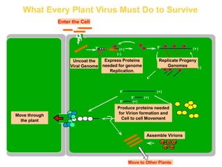 Intracellular highways in the plants:  the role of the cytoskeleton in camv infections