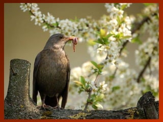 SCHOeNE_TIERBILDER_X1X