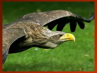 SCHOeNE_TIERBILDER_X1X