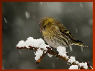 SCHOeNE_TIERBILDER_X1X