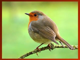 SCHOeNE_TIERBILDER_X1X