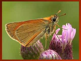 SCHOeNE_TIERBILDER_X1X