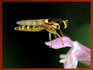 SCHOeNE_TIERBILDER_X1X