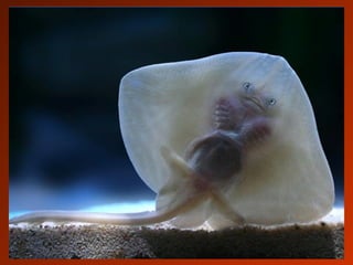 SCHOeNE_TIERBILDER_X1X