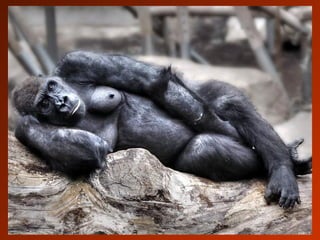 SCHOeNE_TIERBILDER_X1X