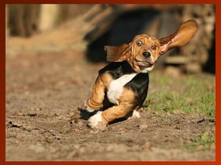 SCHOeNE_TIERBILDER_X1X