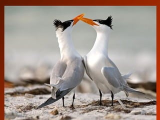 SCHOeNE_TIERBILDER_X1X