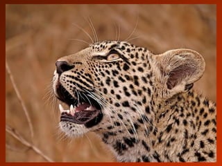 SCHOeNE_TIERBILDER_X1X