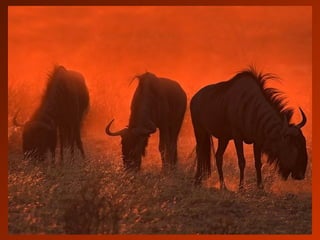 SCHOeNE_TIERBILDER_X1X