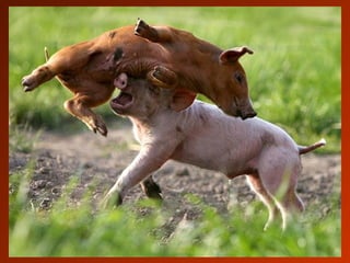 SCHOeNE_TIERBILDER_X1X