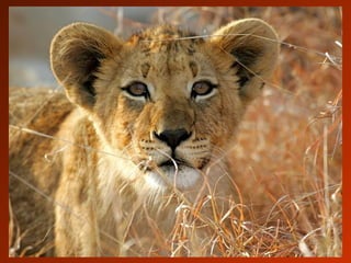 SCHOeNE_TIERBILDER_X1X