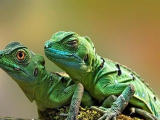 SCHOeNE_TIERBILDER_X1X