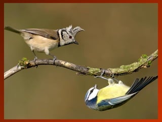 SCHOeNE_TIERBILDER_X1X