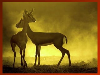 SCHOeNE_TIERBILDER_X1X