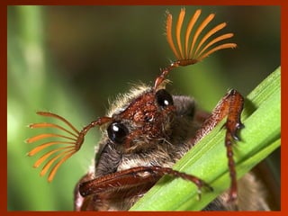 SCHOeNE_TIERBILDER_X1X