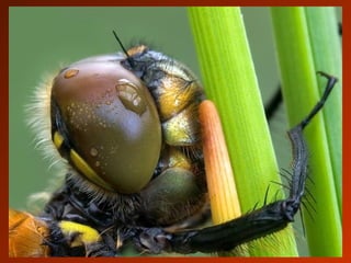 SCHOeNE_TIERBILDER_X1X