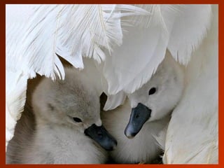 SCHOeNE_TIERBILDER_X1X