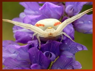 SCHOeNE_TIERBILDER_X1X