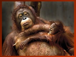 SCHOeNE_TIERBILDER_X1X