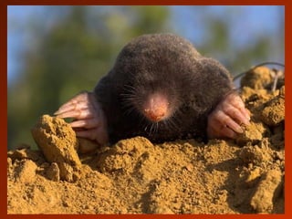 SCHOeNE_TIERBILDER_X1X