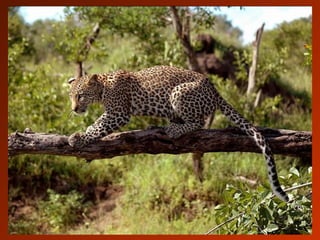 SCHOeNE_TIERBILDER_X1X