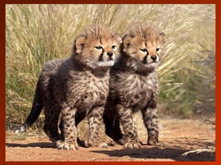 SCHOeNE_TIERBILDER_X1X