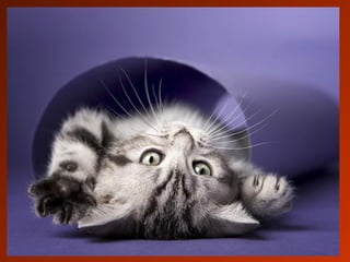 SCHOeNE_TIERBILDER_X1X