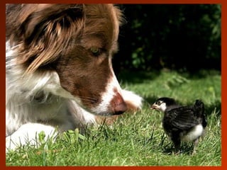 SCHOeNE_TIERBILDER_X1X