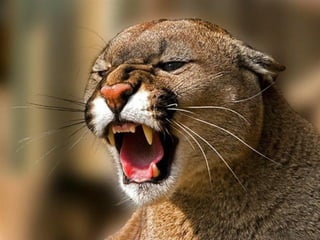 SCHOeNE_TIERBILDER_X1X