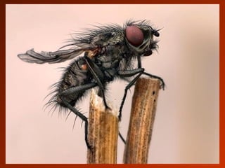 SCHOeNE_TIERBILDER_X1X