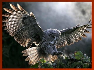 SCHOeNE_TIERBILDER_X1X