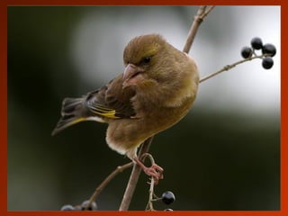 SCHOeNE_TIERBILDER_X1X