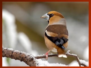 SCHOeNE_TIERBILDER_X1X