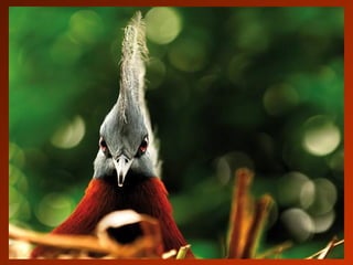 SCHOeNE_TIERBILDER_X1X