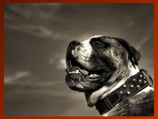 SCHOeNE_TIERBILDER_X1X