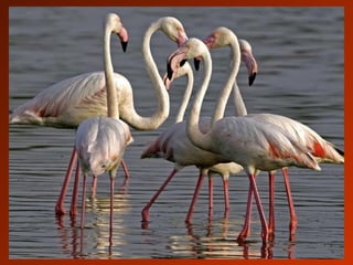 SCHOeNE_TIERBILDER_X1X