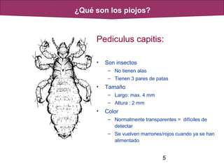 5
Pediculus capitis:
• Son insectos
– No tienen alas
– Tienen 3 pares de patas
• Tamaño
– Largo: max. 4 mm
– Altura : 2 mm
• Color
– Normalmente transparentes = difíciles de
detectar
– Se vuelven marrones/rojos cuando ya se han
alimentado
¿Qué son los piojos?
 