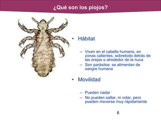6
• Hábitat
– Viven en el cabello humano, en
zonas calientes, sobretodo detrás de
las orejas o alrededor de la nuca
– Son parásitos: se alimentan de
sangre humana
• Movilidad
– Pueden nadar
– No pueden saltar, ni volar, pero
pueden moverse muy rápidamente
¿Qué son los piojos?
 