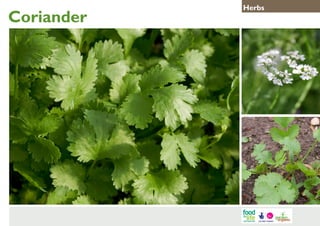 Coriander

Herbs

 