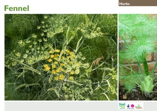 Fennel

Herbs

 