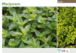 Marjoram

Herbs

 