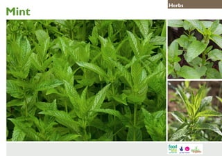 Mint

Herbs

 