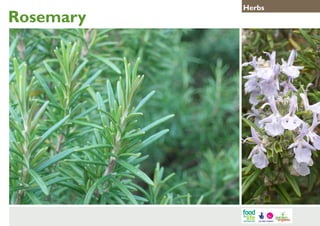 Rosemary

Herbs

 