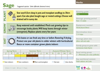 Sage

Growing guide

Keep watered until established. Pinch out growing tips to
encourage bushy plants. Will keep leaves through winter
(evergreen). Replace plants every few years

GROW PLANT
	

Suggested species: Salvia officinalis (botanical name)

Sow seed 0.5cm deep in pots and transplant seedlings to 30cm
apart. Can also plant bought sage or rooted cuttings. Choose well
drained soil in sunny site

Equipment needed
Horticultural fleece

Pick leaves or use fresh any time or before flowering if drying.
Protect one year old plants in colder winters with horticultural
fleece or move container grown plants indoors

EAT
J

Herbs

Spring Term
F
M

Sow indoors	

A

Summer Term
M
J
J

Sow outdoors	

2.5cm = 1 inch 30 cm = 1 foot

A

Plant out/transplant	

Autumn/Winter Term
S
O
N
D

Harvest	

Use cloche

Easy!

Average growing period
From 12 weeks

Germination time
7-14 days
Average plant size
60cm tall and wide
Family group to grow with
Lamiaceae: basil, thyme
Seed saving group
2 - (Perennial, can cross pollinate)
Key nutritional content
Fresh: calcium, vit. A, zinc

 